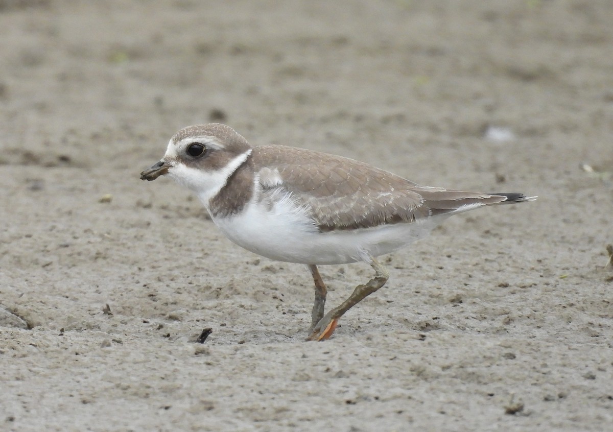 Semipalmated Plover - ML641531647