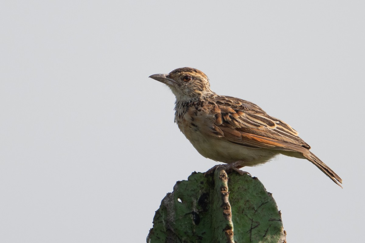 Rufous-naped Lark - ML641531650