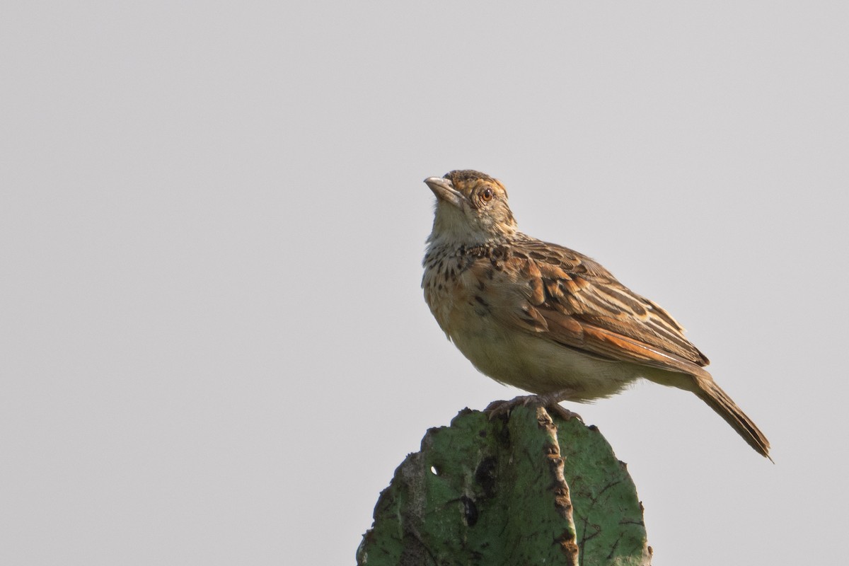 Rufous-naped Lark - ML641531651