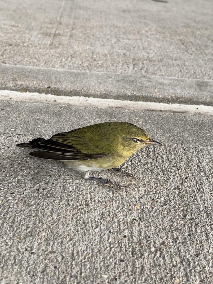 Tennessee Warbler - ML641531652