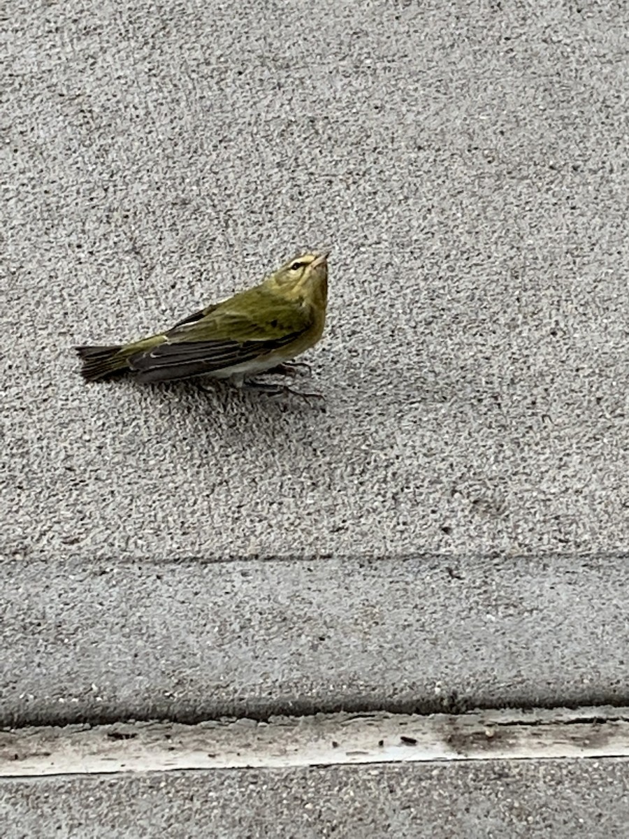 Tennessee Warbler - ML641531653