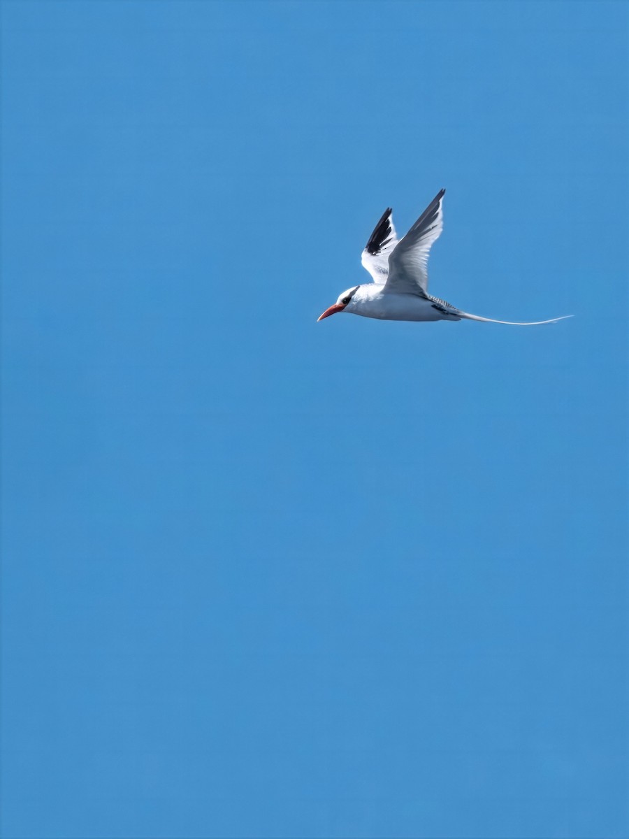 Red-billed Tropicbird - ML641531655