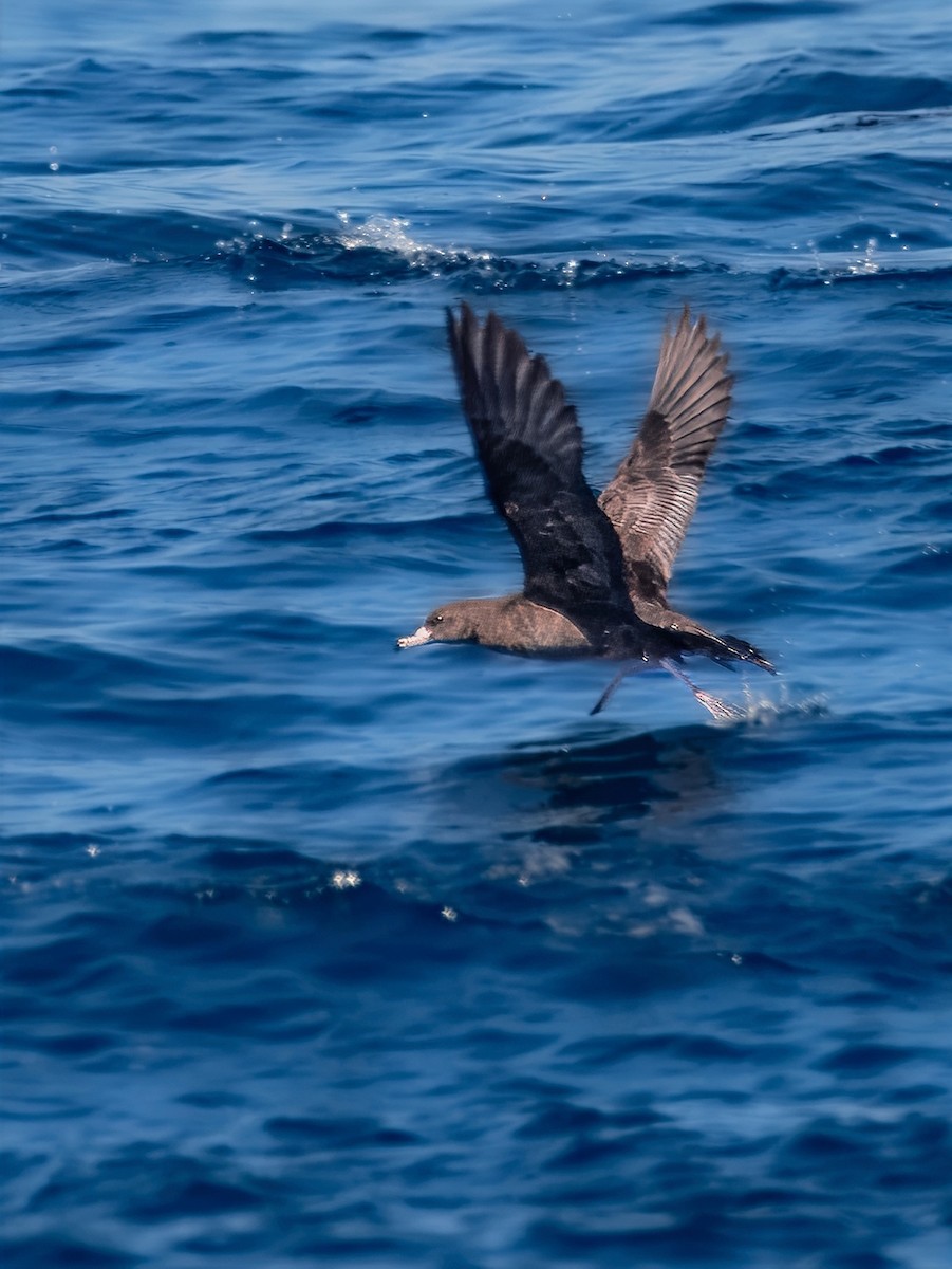 Flesh-footed Shearwater - ML641531658