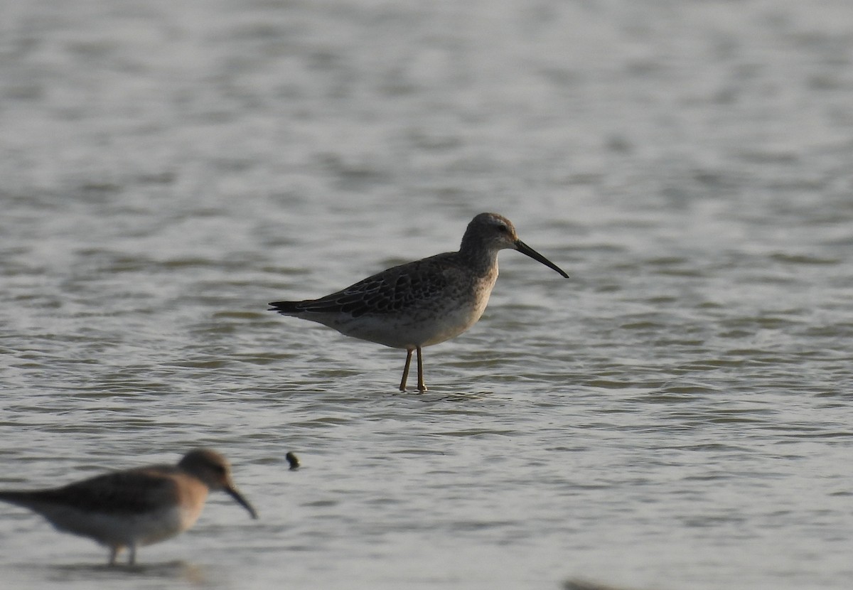 Stilt Sandpiper - ML641531678