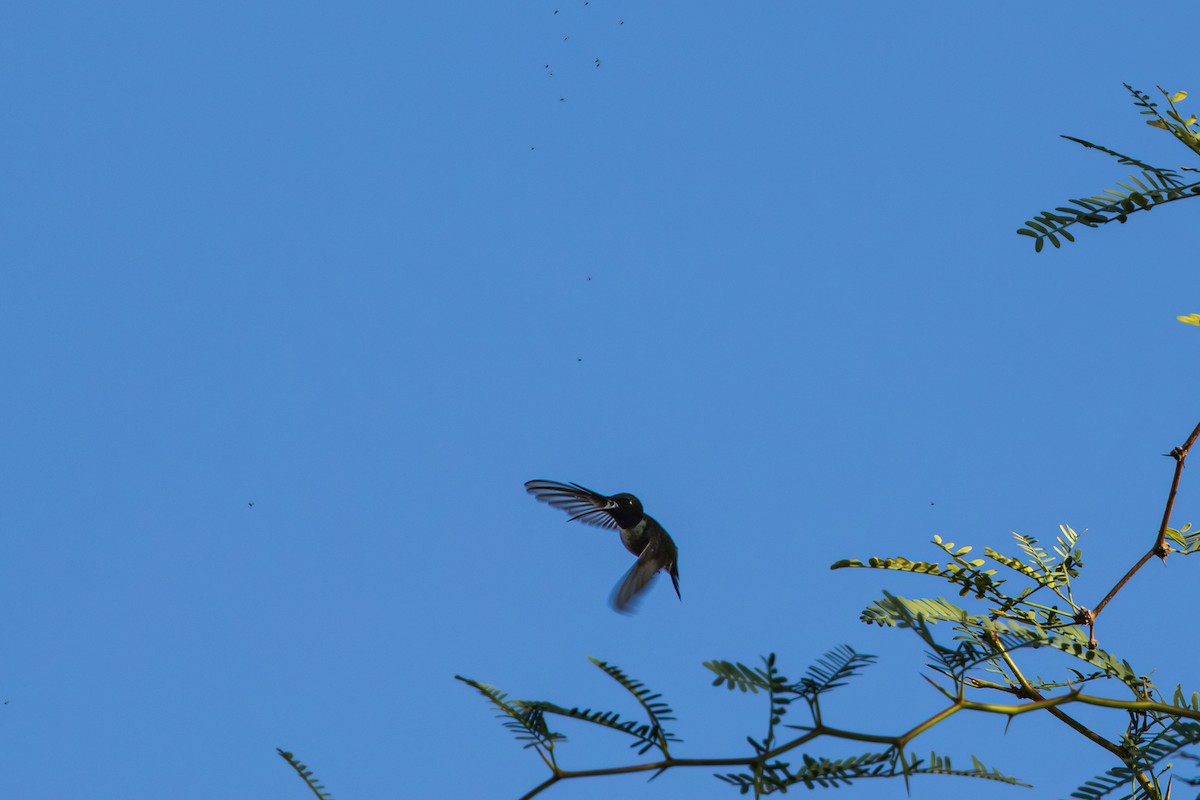 Black-chinned Hummingbird - ML641531683