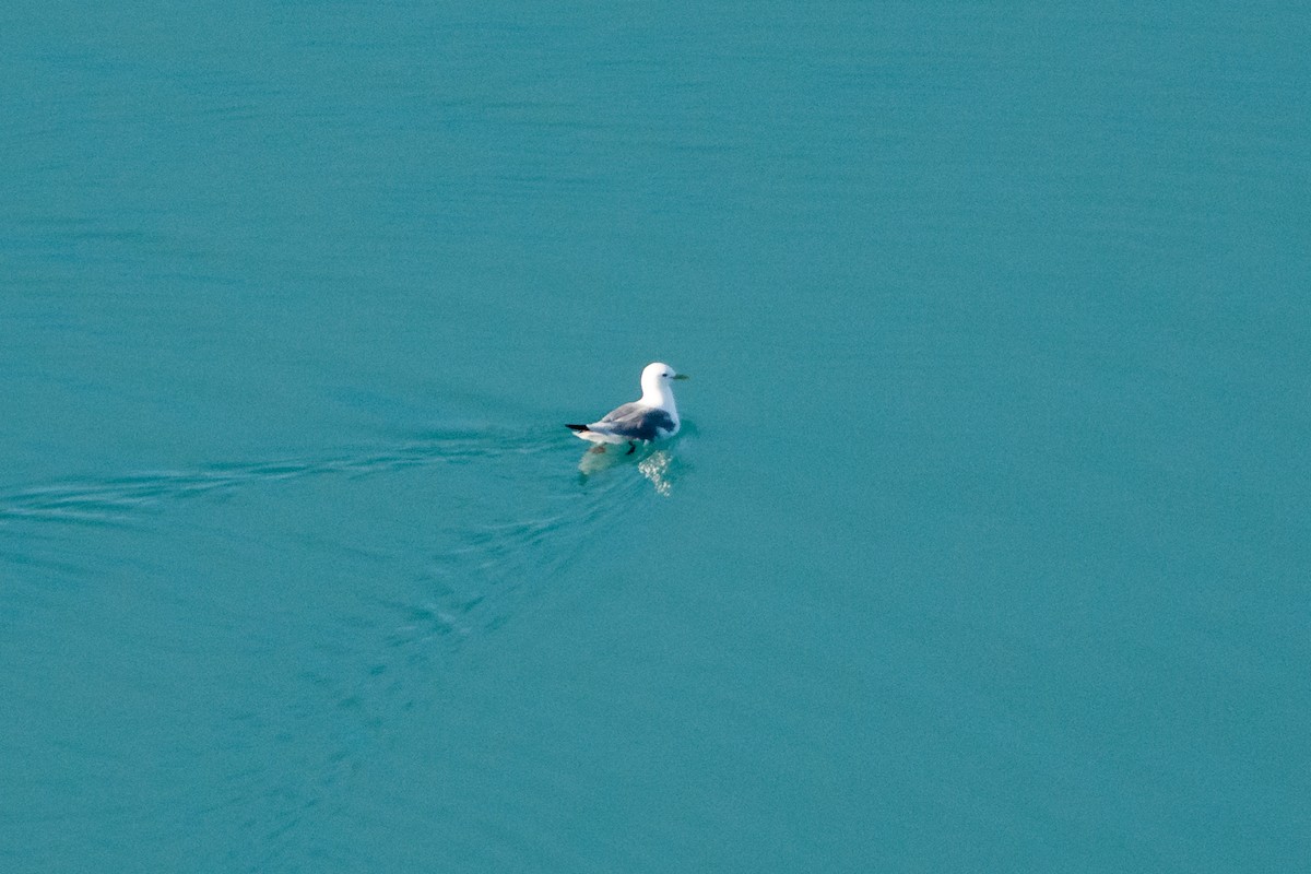 Black-legged Kittiwake - ML641531693