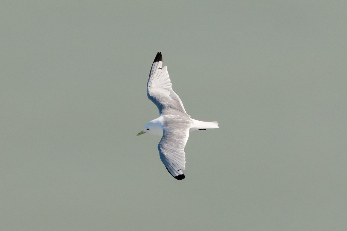 Black-legged Kittiwake - ML641531694