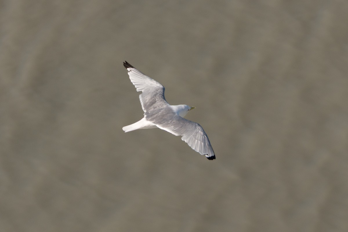 Black-legged Kittiwake - ML641531695