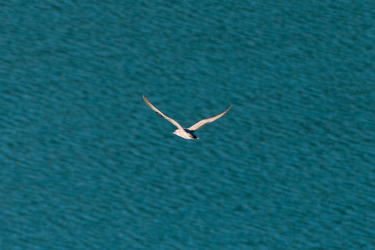 Short-billed Gull - ML641531696