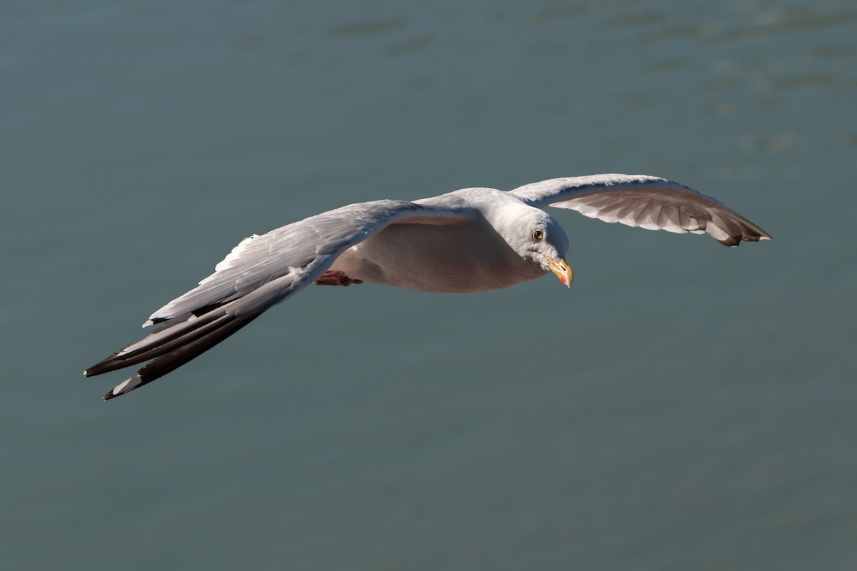 American Herring Gull - ML641531703