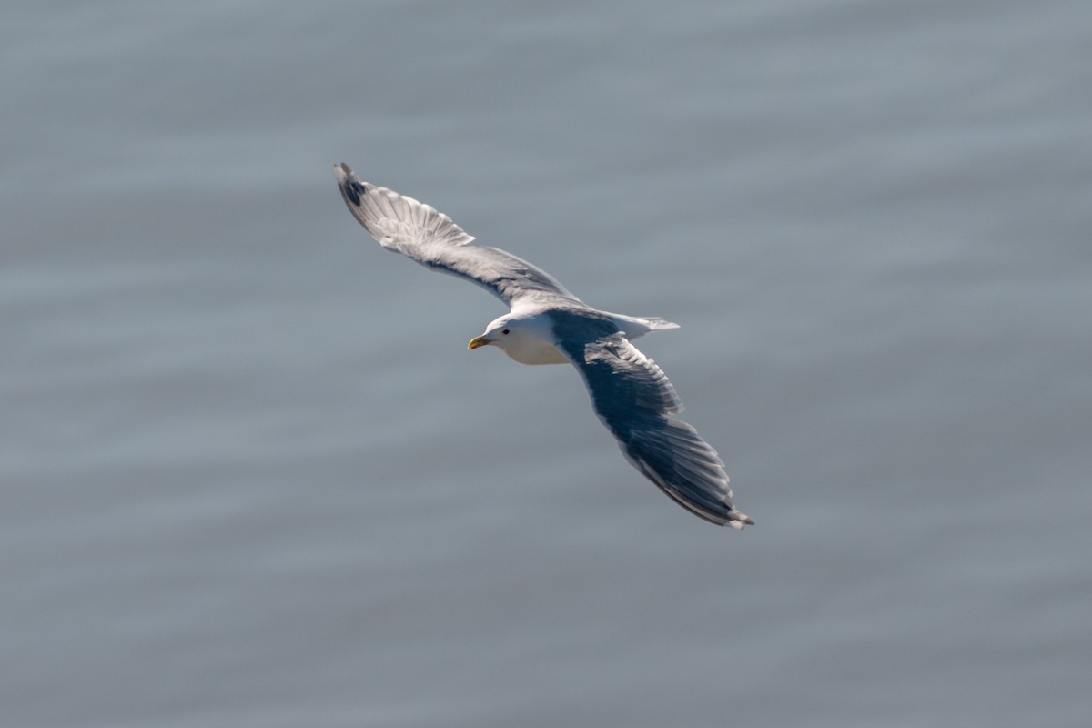 Glaucous-winged Gull - ML641531713