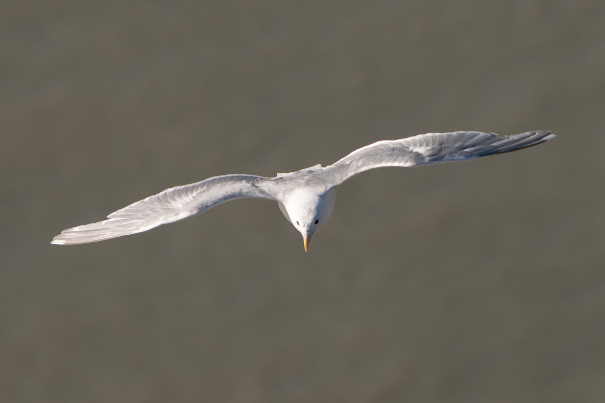 Glaucous-winged Gull - ML641531714