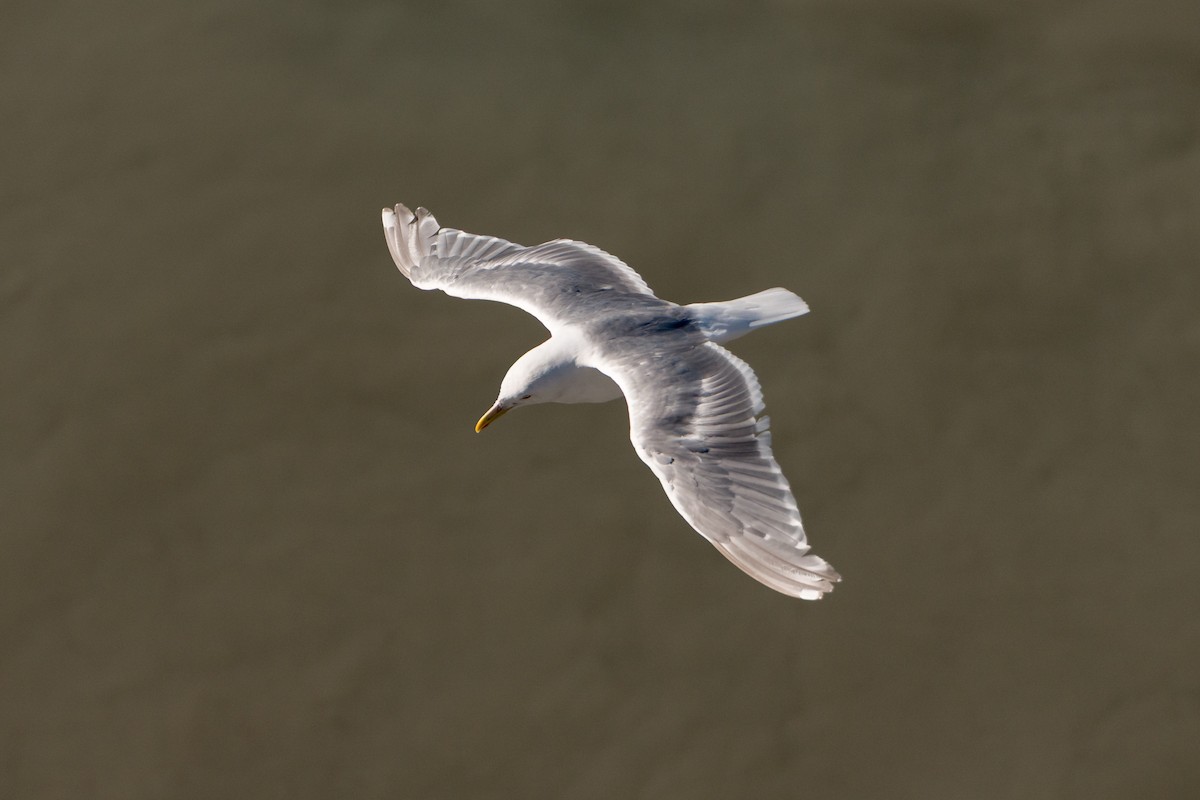 Glaucous-winged Gull - ML641531715