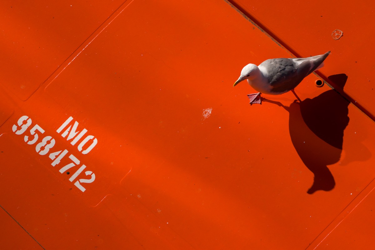 Glaucous-winged Gull - ML641531716