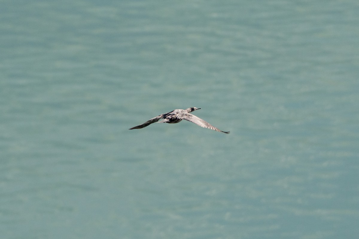 Pelagic Cormorant - ML641531726