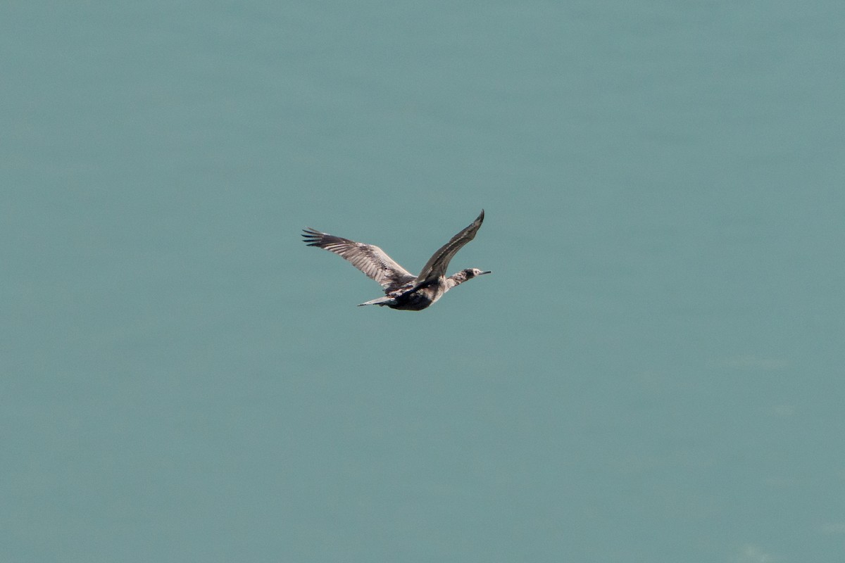 Pelagic Cormorant - ML641531727