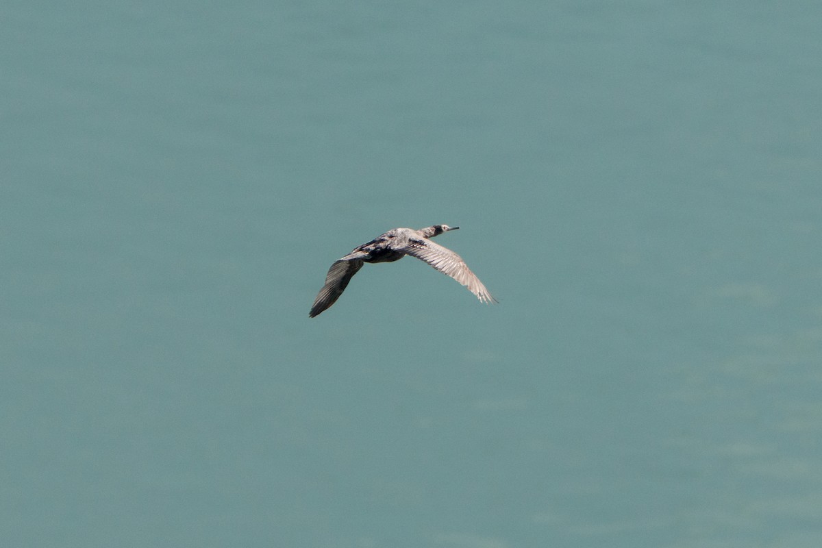 Pelagic Cormorant - ML641531728