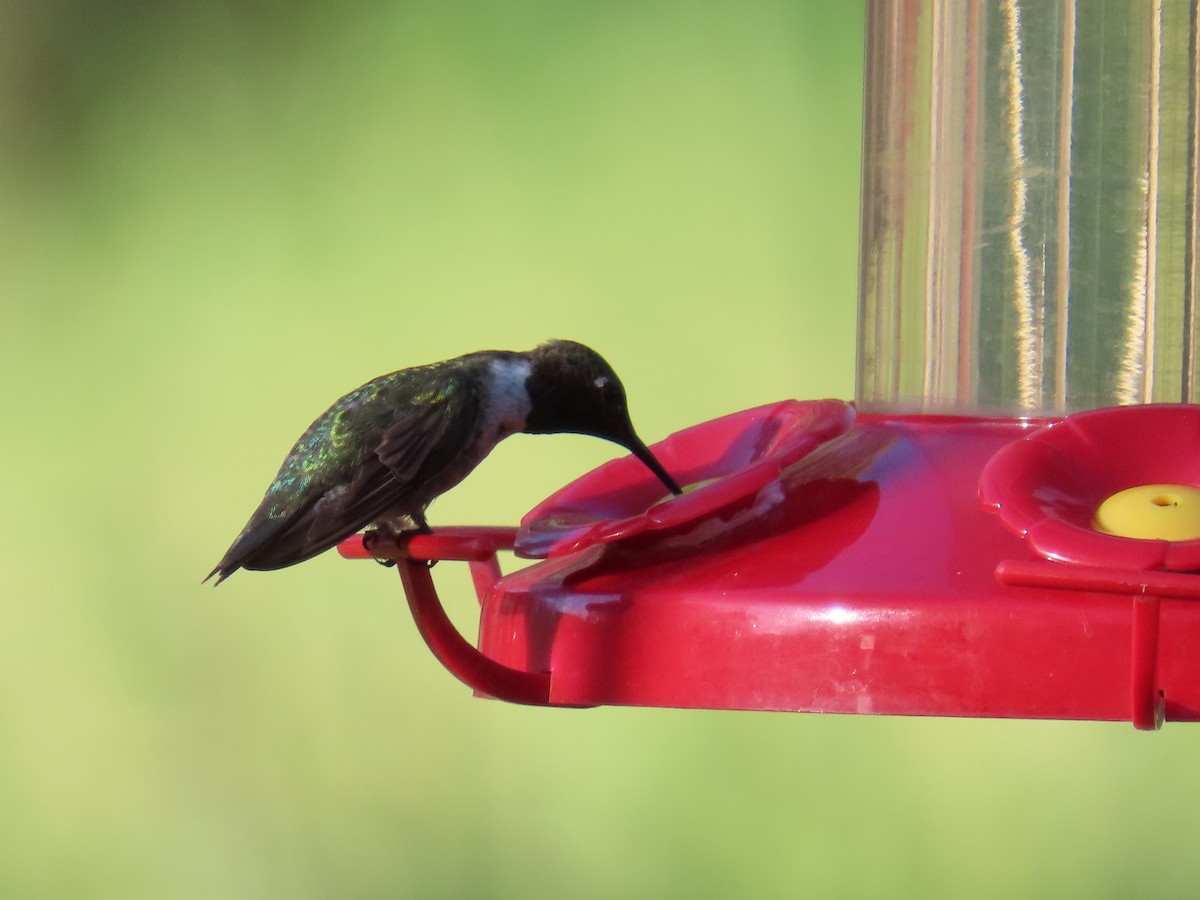 Black-chinned Hummingbird - ML641531742