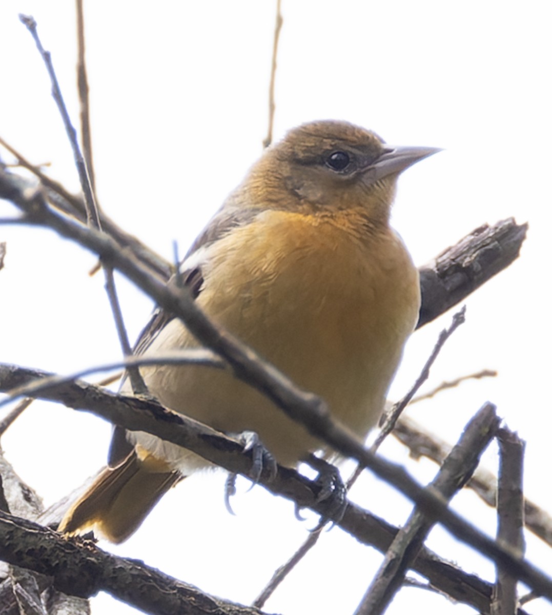 Baltimore Oriole - ML641531747