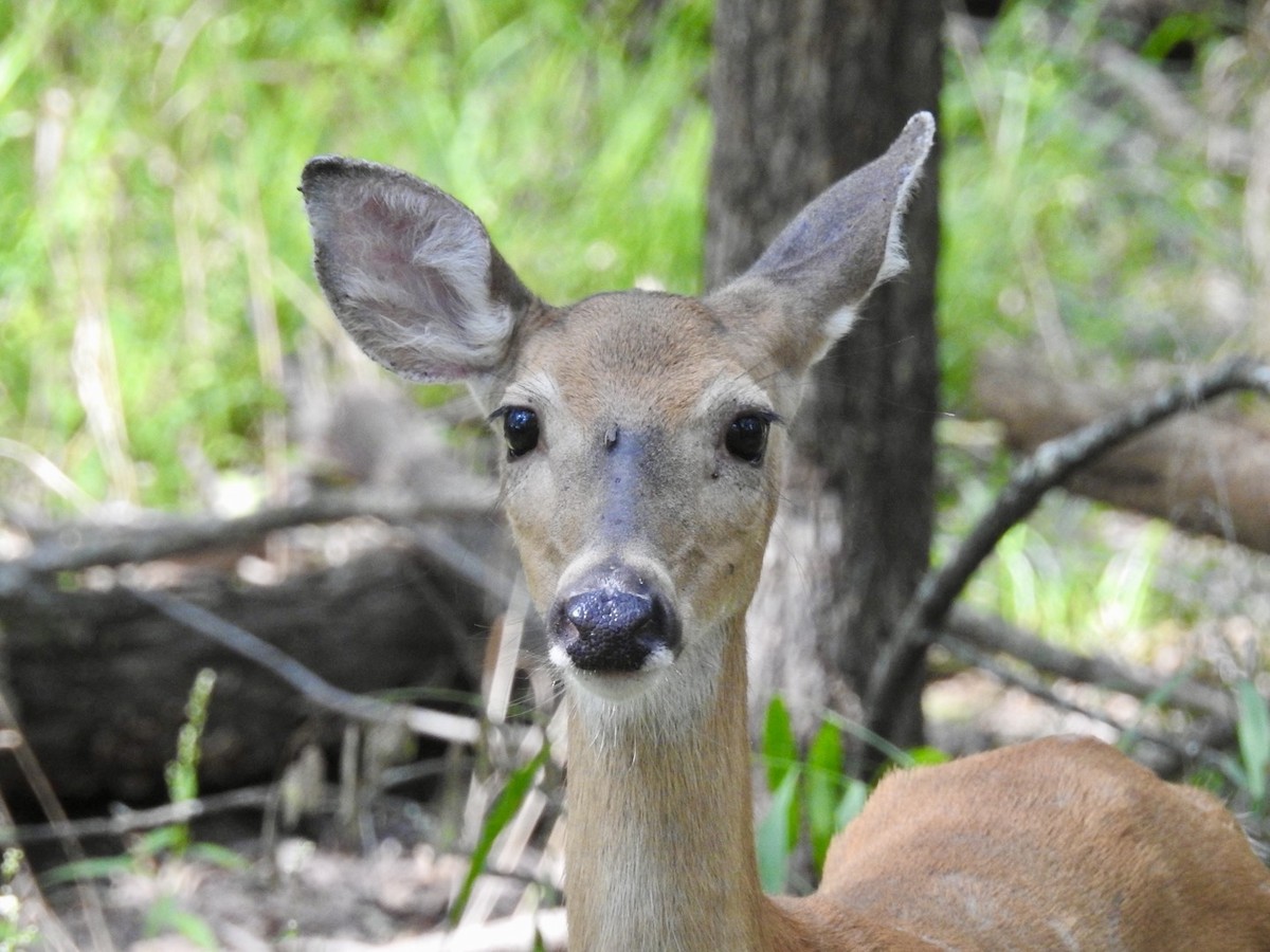 Mammals - ML641531777