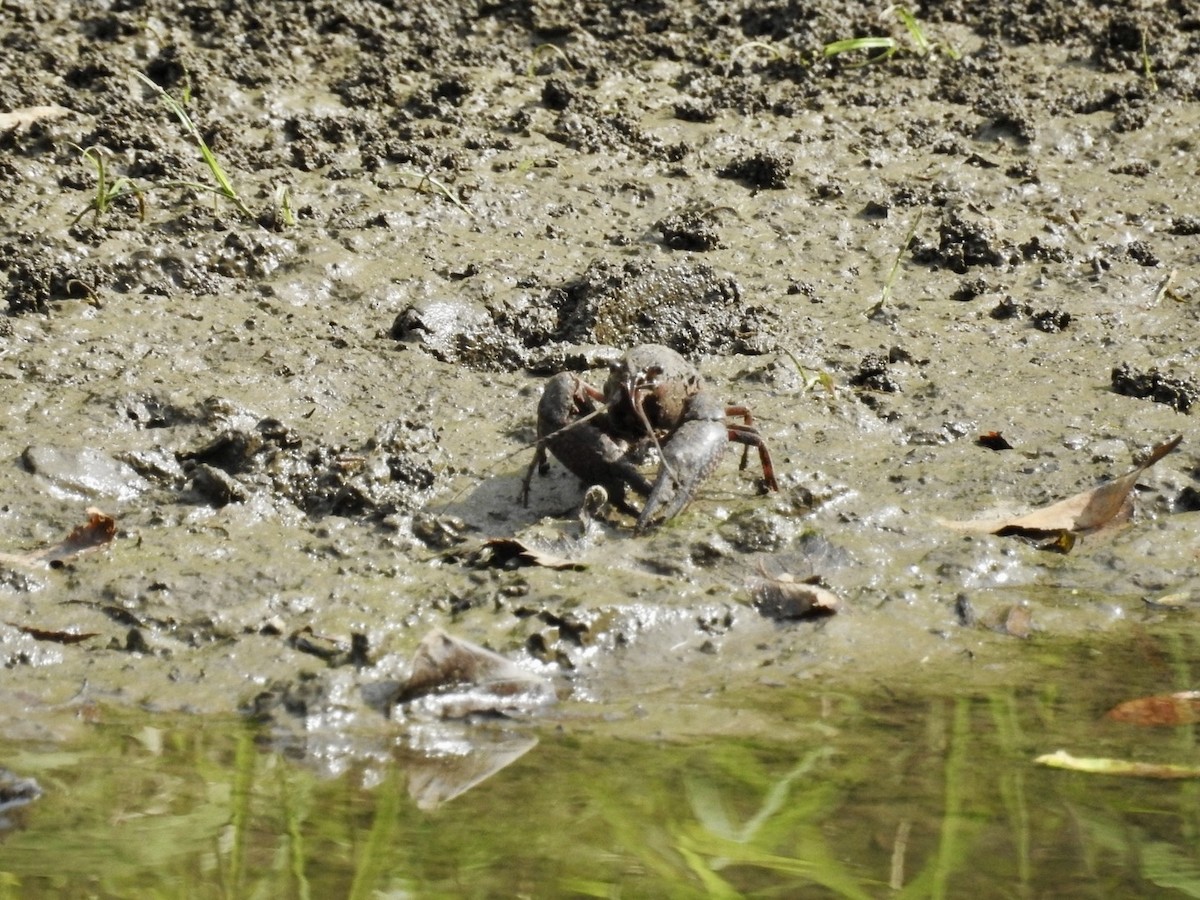 Animals - ML641531778