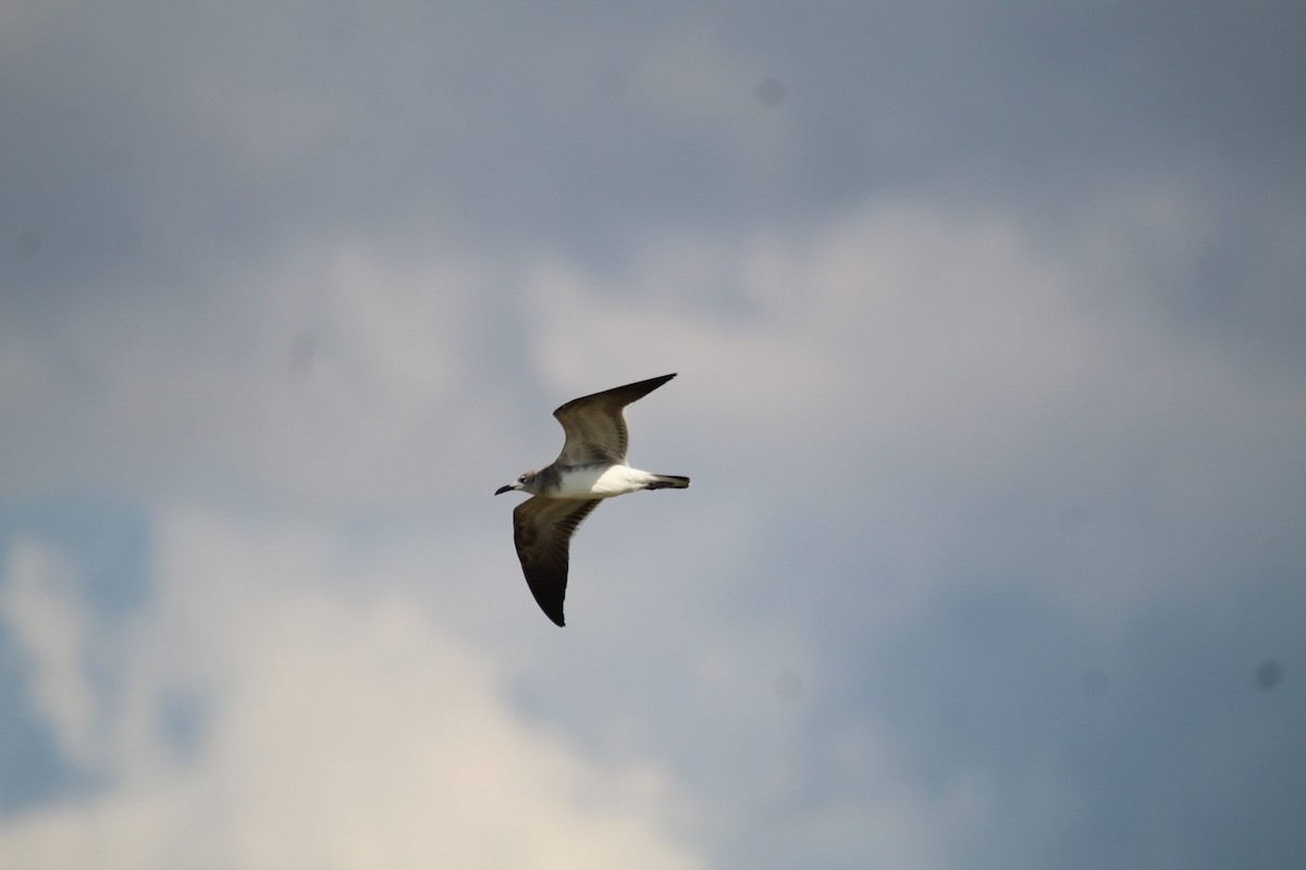 Laughing Gull - ML641531783