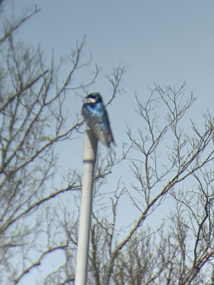 Tree Swallow - ML641531787