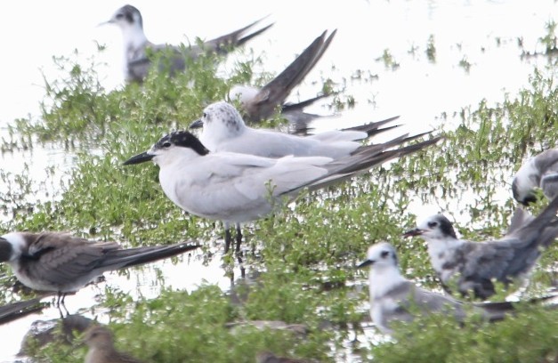 Gull-billed Tern - ML641531822