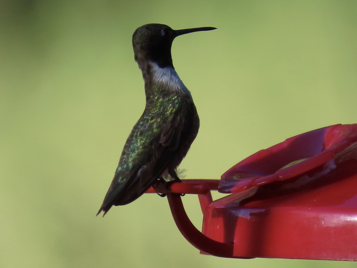 Black-chinned Hummingbird - ML641531830