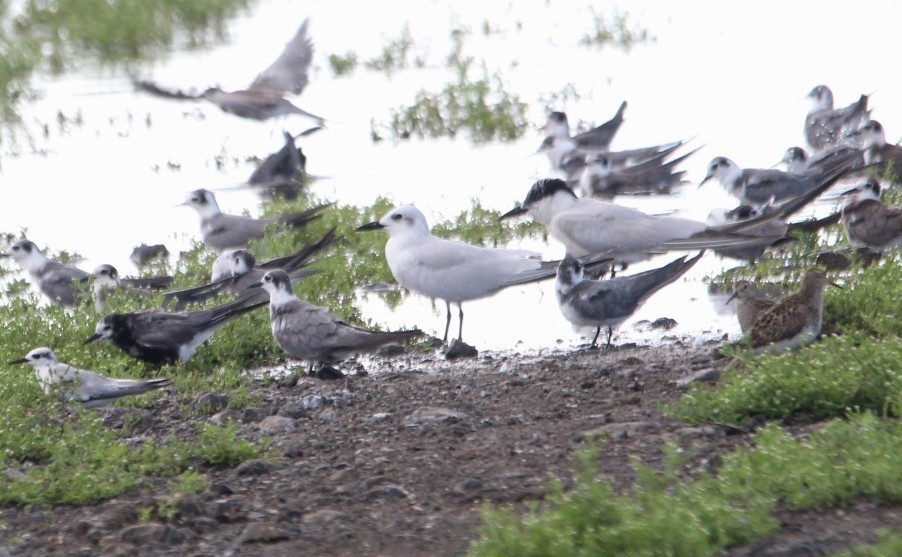 Gull-billed Tern - ML641531831