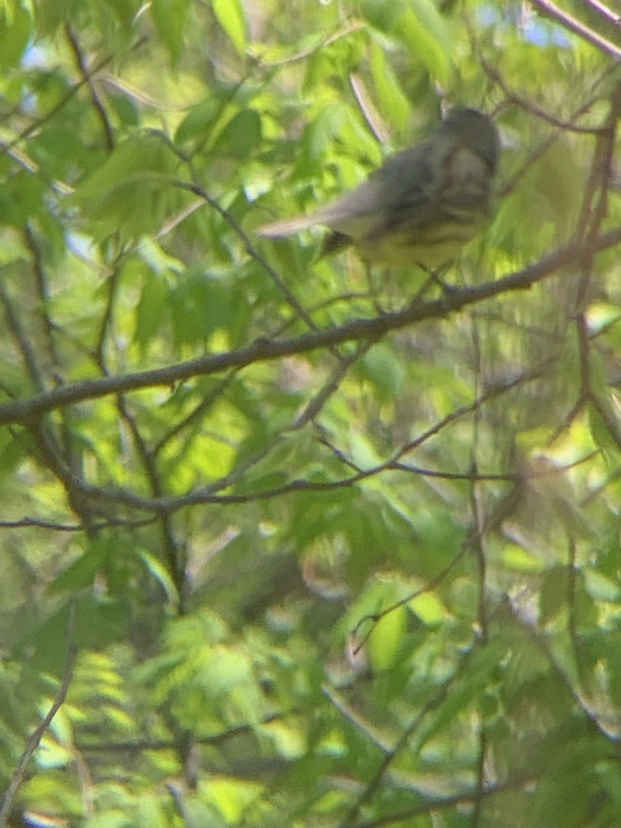 Kirtland's Warbler - ML641531839