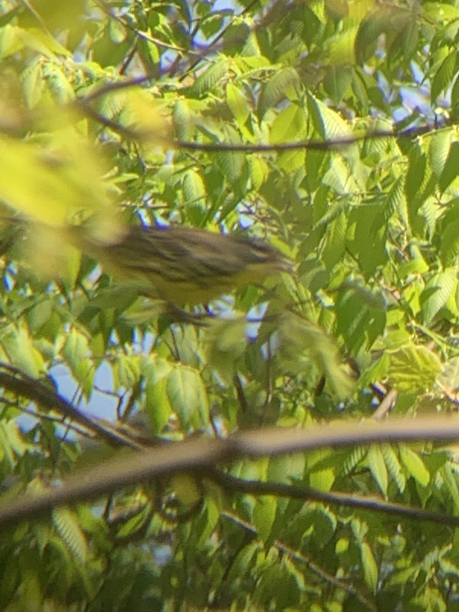 Kirtland's Warbler - ML641531840