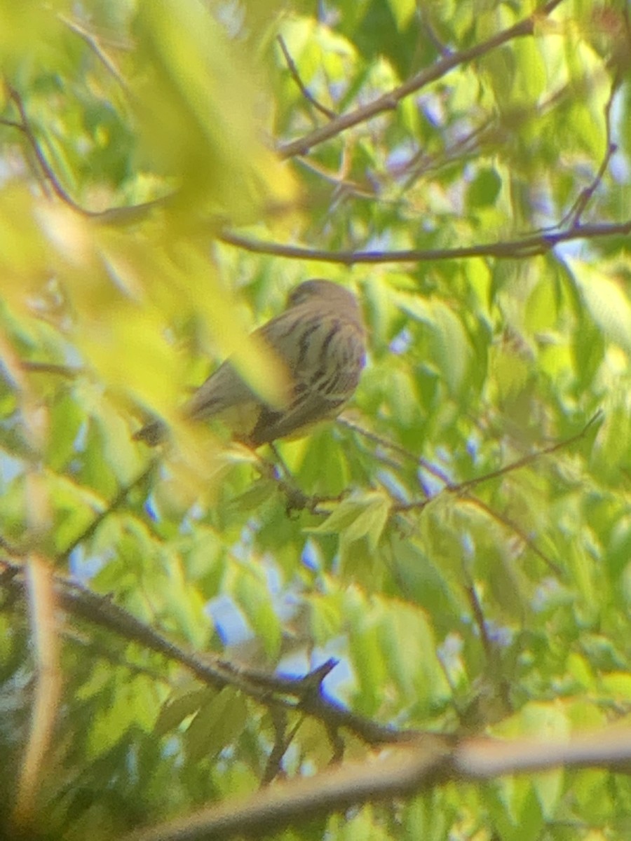 Kirtland's Warbler - ML641531841