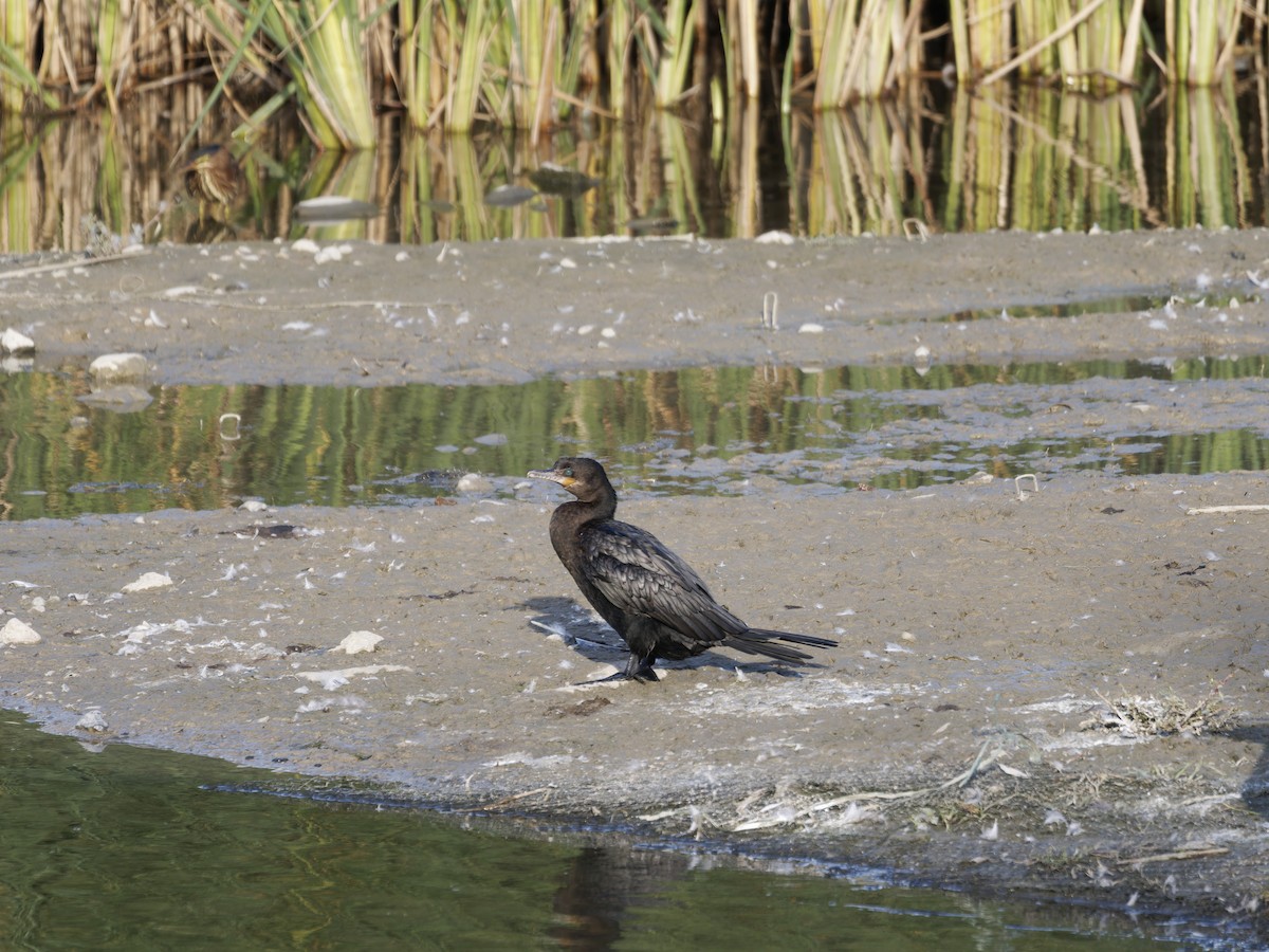 Neotropic Cormorant - ML641531852