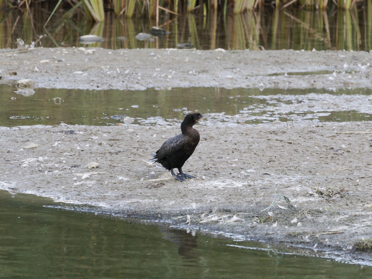 Neotropic Cormorant - ML641531853