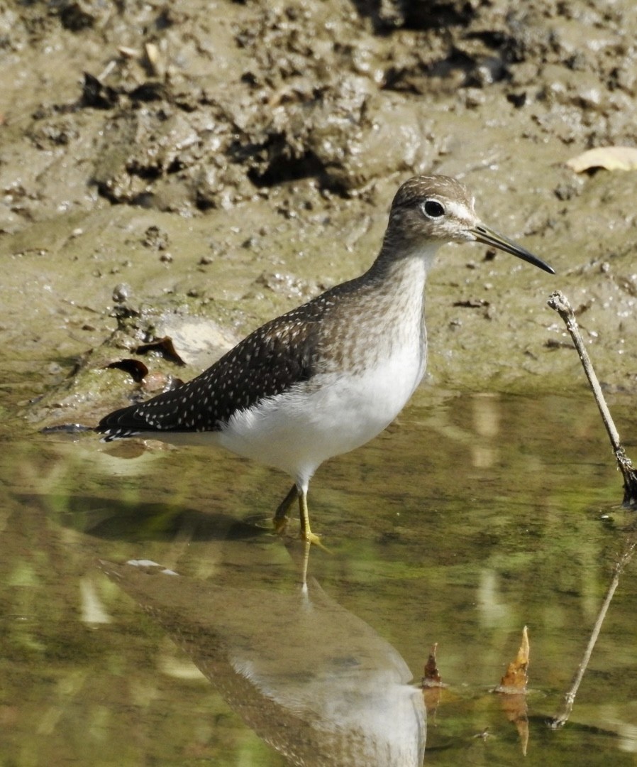 Solitary Sandpiper - ML641531854
