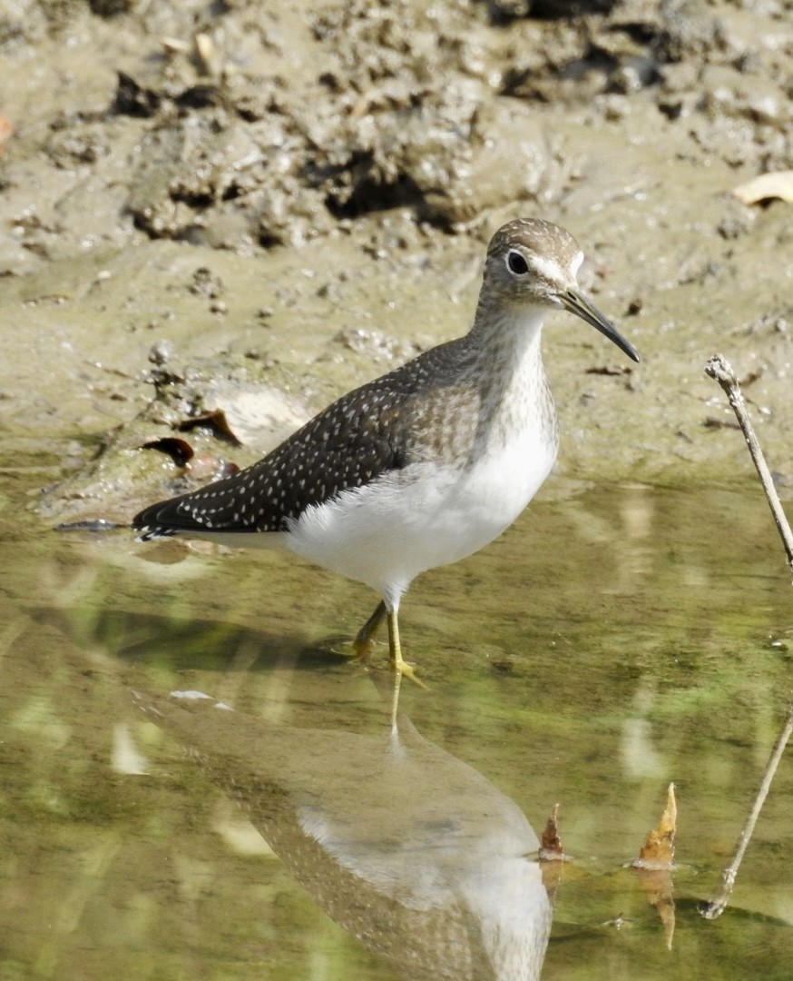 Solitary Sandpiper - ML641531856