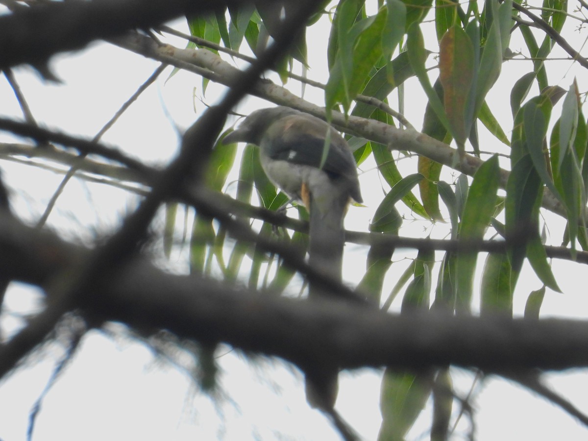 Gray Treepie - ML641531861
