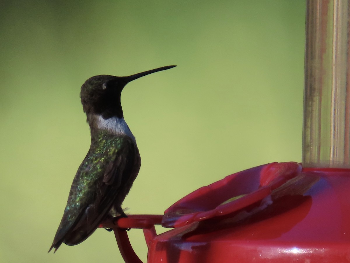 Black-chinned Hummingbird - ML641531864