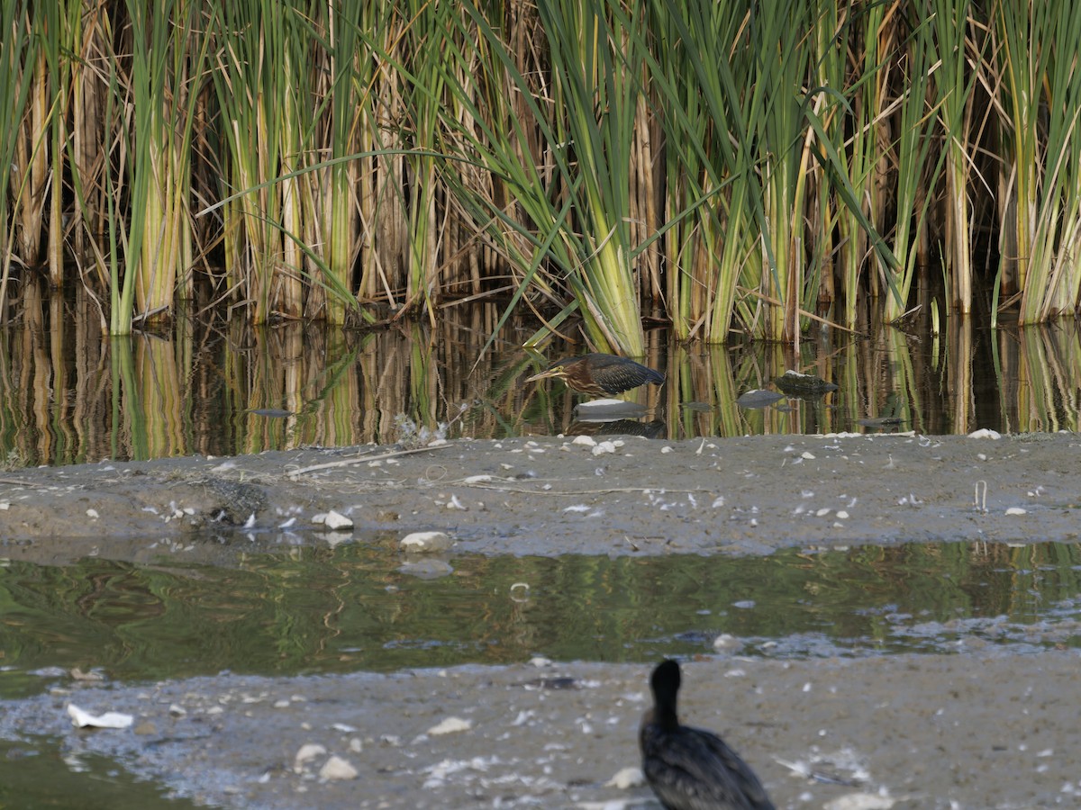 Green Heron - ML641531876