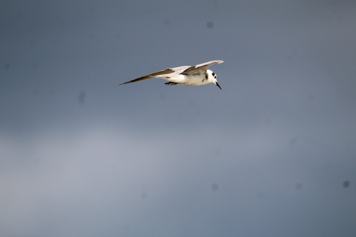 Black Tern (Eurasian) - ML641531878