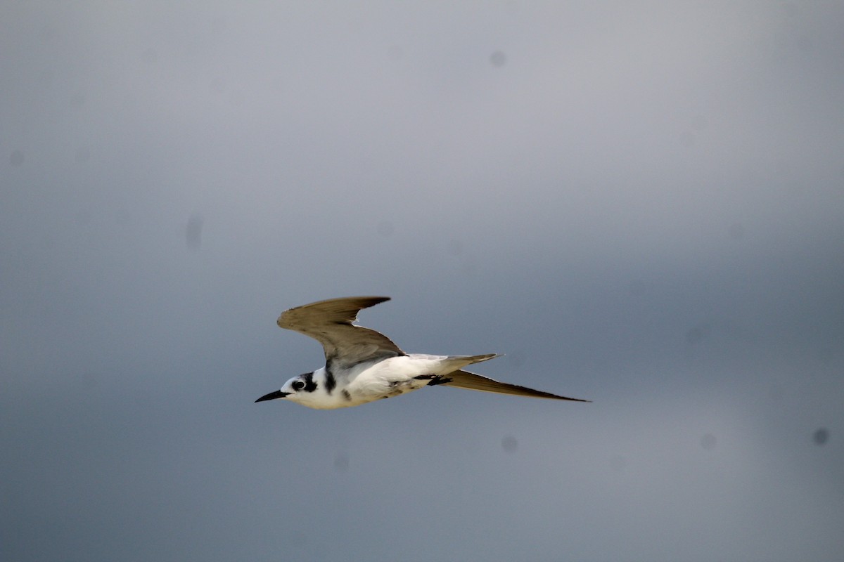 Black Tern (Eurasian) - ML641531879