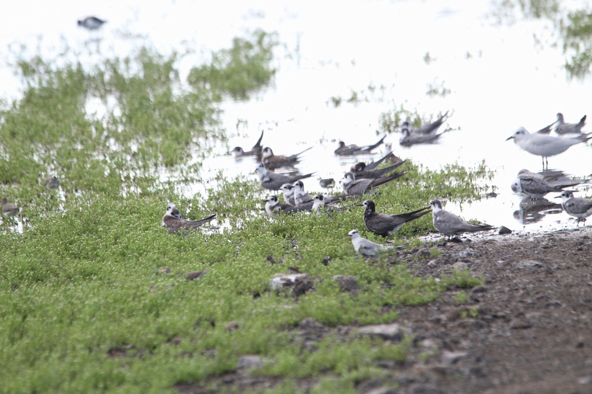 Black Tern (Eurasian) - ML641531880