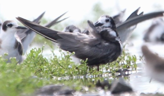 Black Tern (Eurasian) - ML641531881