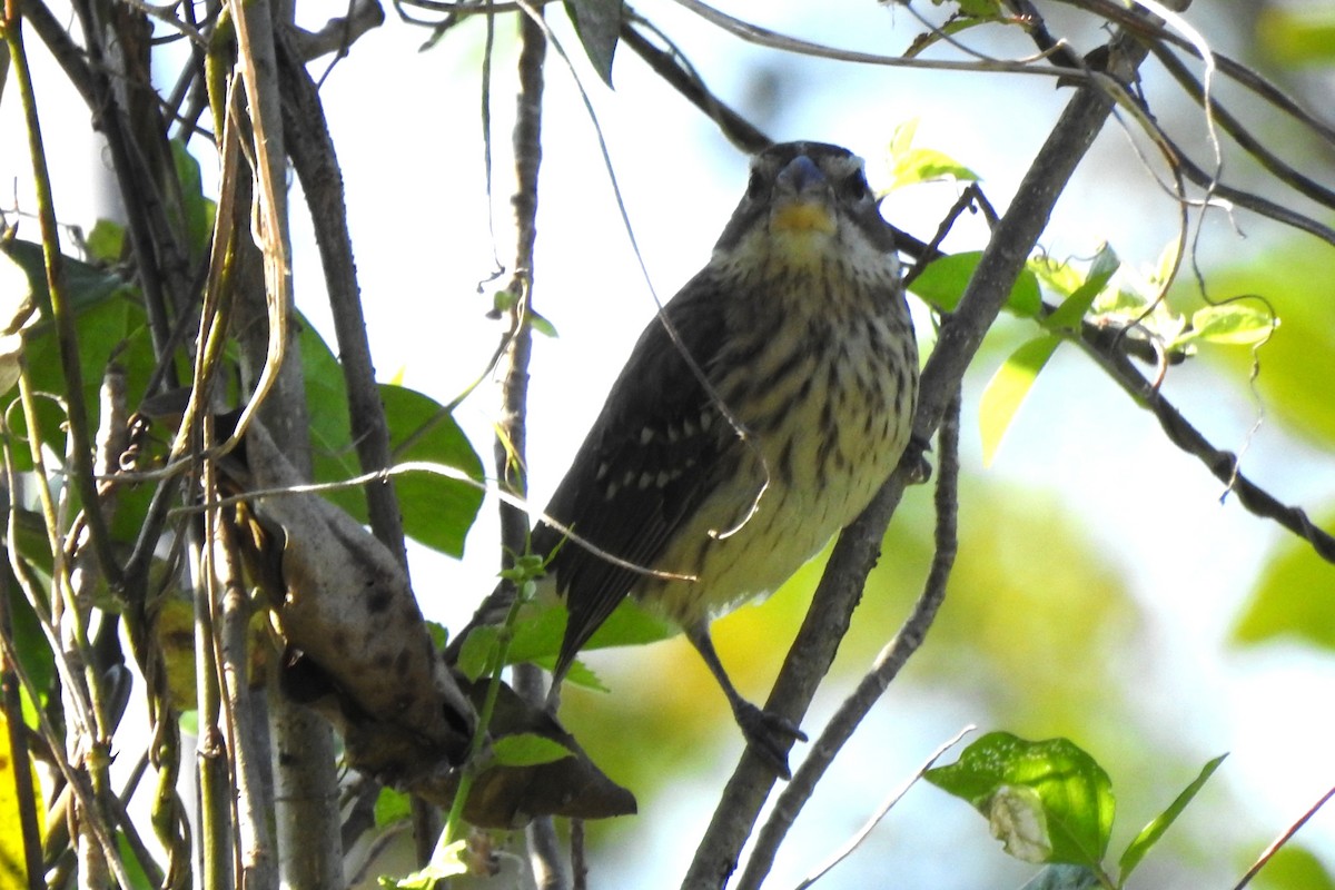 Rose-breasted Grosbeak - ML641531886