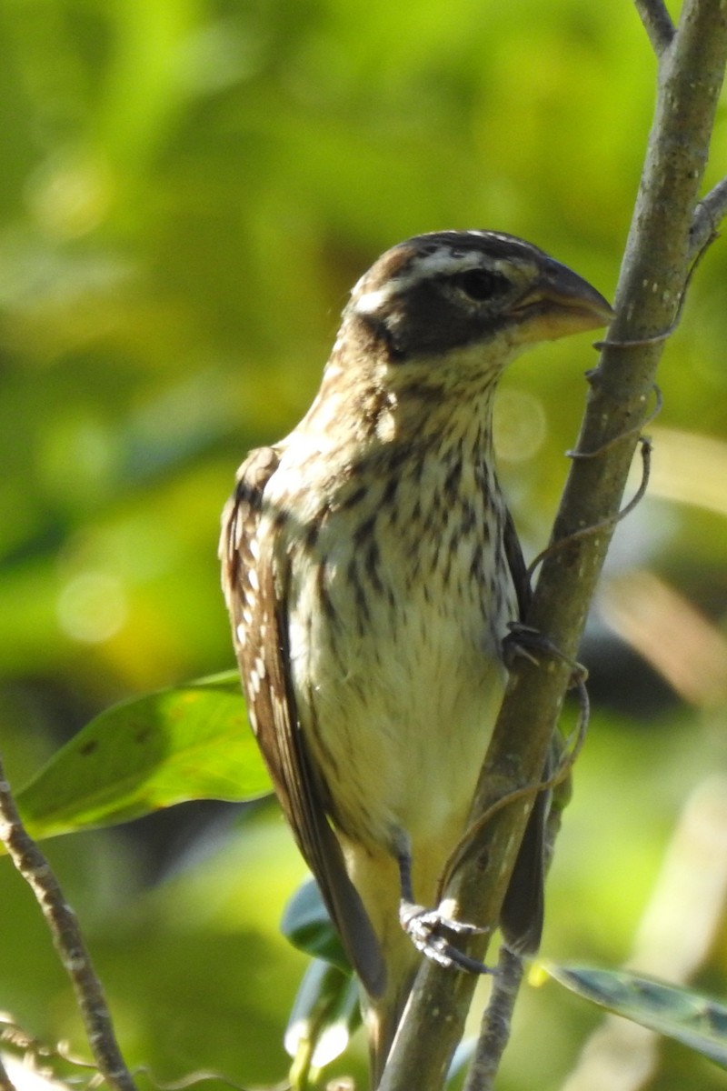 Rose-breasted Grosbeak - ML641531887