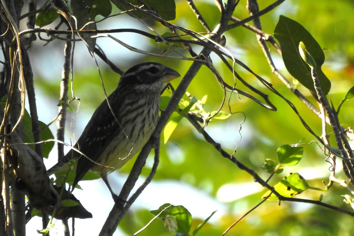 Rose-breasted Grosbeak - ML641531889
