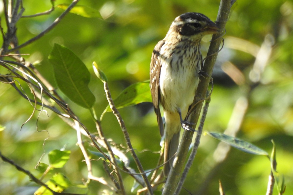 Rose-breasted Grosbeak - ML641531890