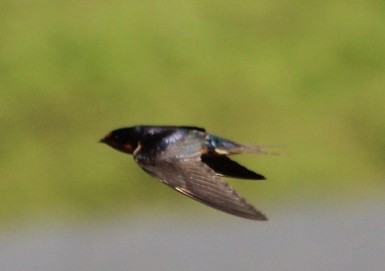 Barn Swallow - ML641531897