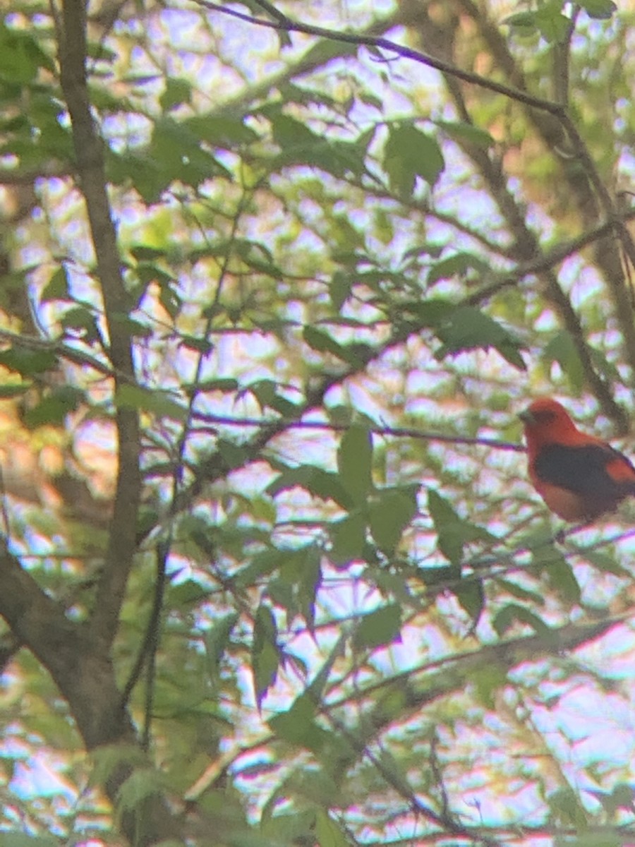 Scarlet Tanager - ML641531914